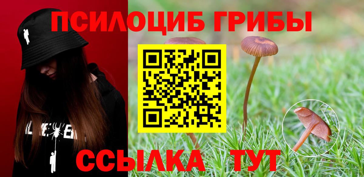 Пугачёв  Псилоцибиновые грибы MAGIC MUSHROOMS  Вход с VPN 